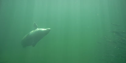 Reis met kinderen - Güstrow - MSC Marine Science Center Robbenforschungszentrum