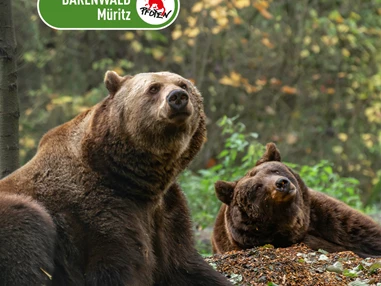 Ausflugsziel: In Westeuropas größtem Bärenschutzzentrum, einem Tierschutzprojekt von VIER PFOTEN, leben aktuell 14 Braunbären. Die aus Zoos, Zirkussen und privaten Haltungen geretteten Braunbären finden hier ein naturnahes Zuhause mit viel Platz. - BÄRENWALD Müritz