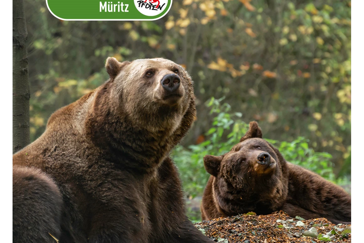 Ausflugsziel: In Westeuropas größtem Bärenschutzzentrum, einem Tierschutzprojekt von VIER PFOTEN, leben aktuell 14 Braunbären. Die aus Zoos, Zirkussen und privaten Haltungen geretteten Braunbären finden hier ein naturnahes Zuhause mit viel Platz. - BÄRENWALD Müritz