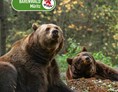 Ausflugsziel: In Westeuropas größtem Bärenschutzzentrum, einem Tierschutzprojekt von VIER PFOTEN, leben aktuell 14 Braunbären. Die aus Zoos, Zirkussen und privaten Haltungen geretteten Braunbären finden hier ein naturnahes Zuhause mit viel Platz. - BÄRENWALD Müritz