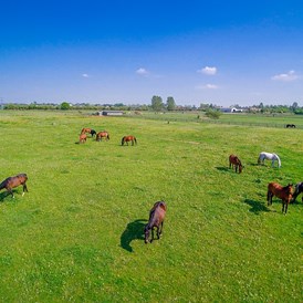 Ausflugsziel: Pferde-Weide in Hirschburg - Bernsteinreiter