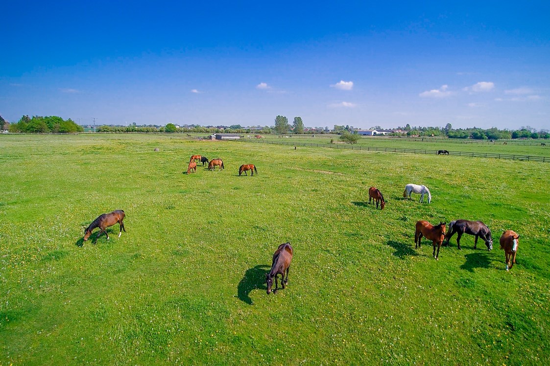 Ausflugsziel: Pferde-Weide in Hirschburg - Bernsteinreiter