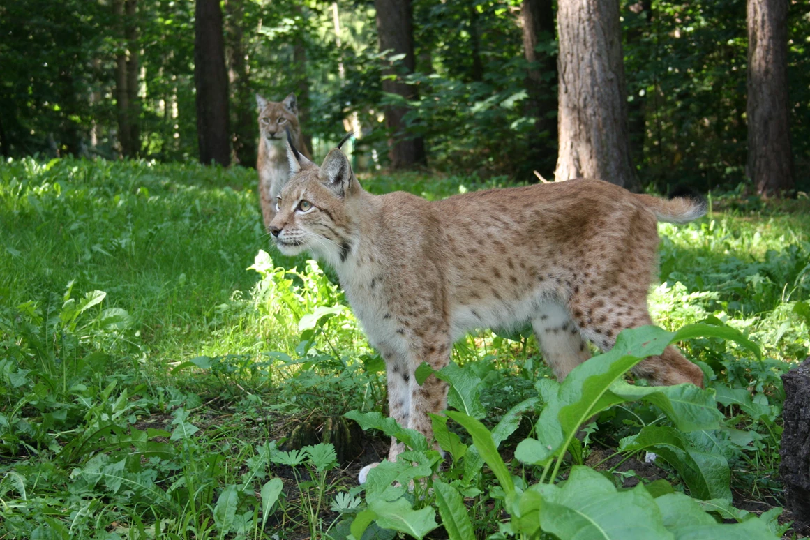 Ausflugsziel: Wildpark-MV