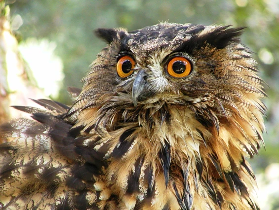 Ausflugsziel: Wildpark-MV