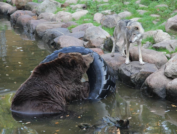 Ausflugsziel: Wildpark-MV