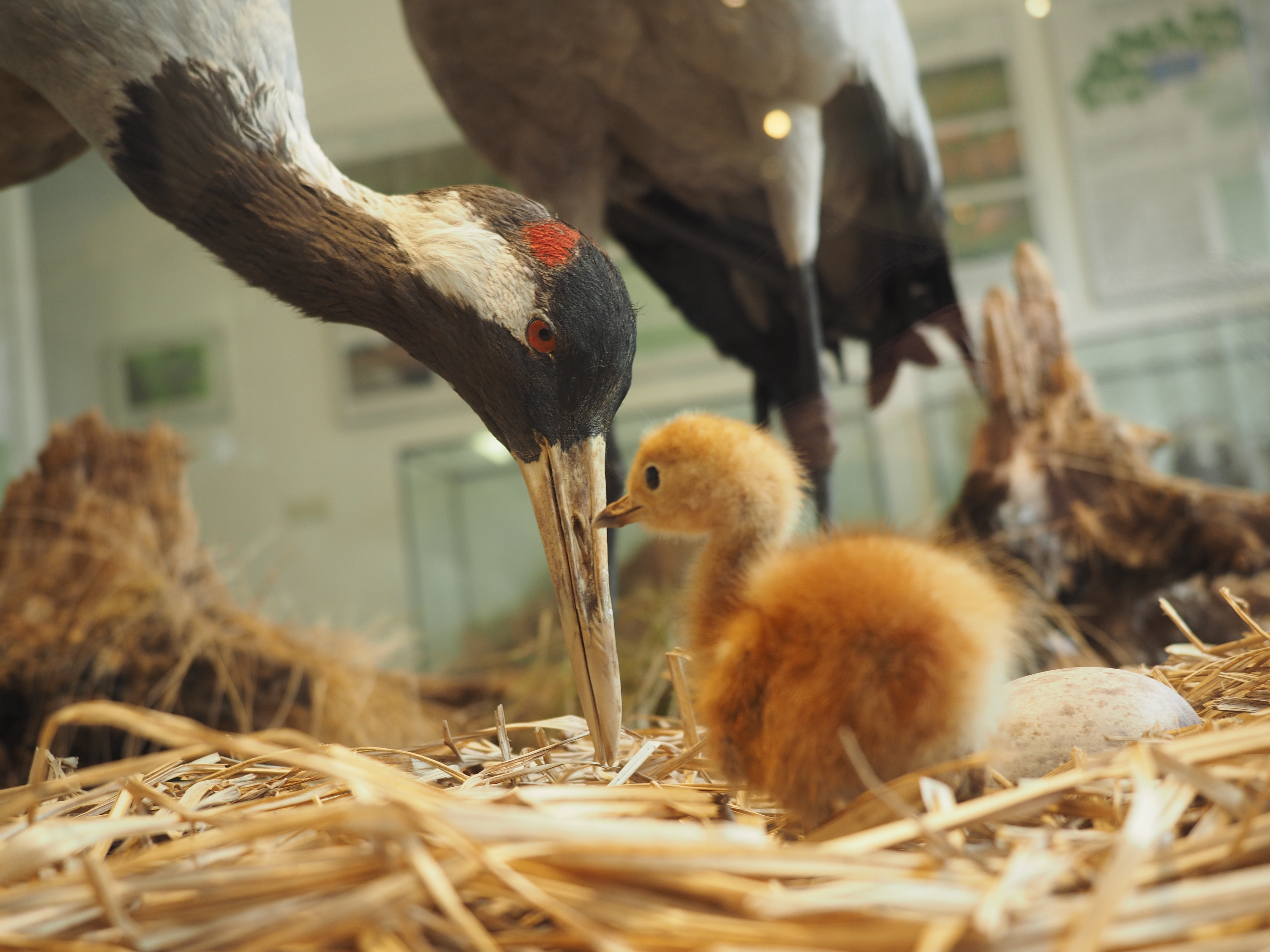 Ausflugsziel: NABU-Erlebniszentrum KRANICHWELTEN