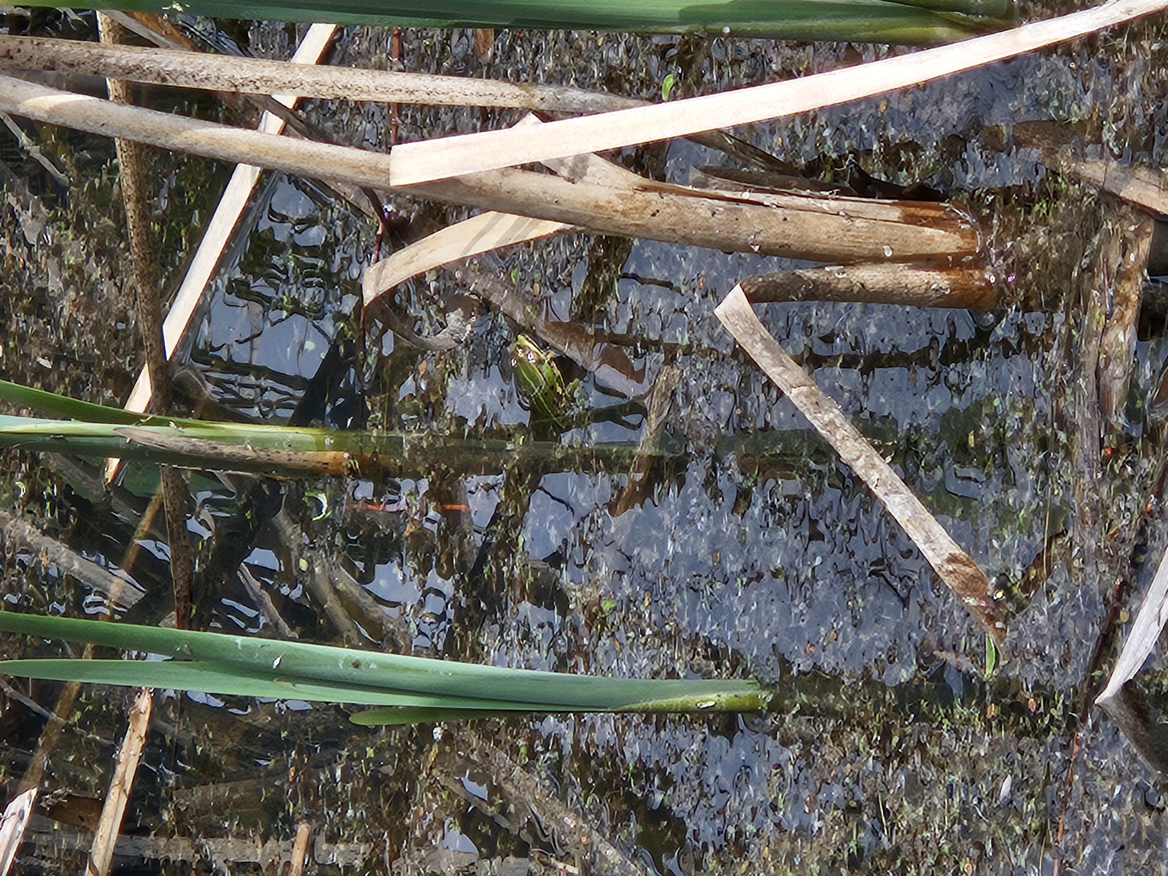 Ausflugsziel: Frosch - Zickentaler Moor
