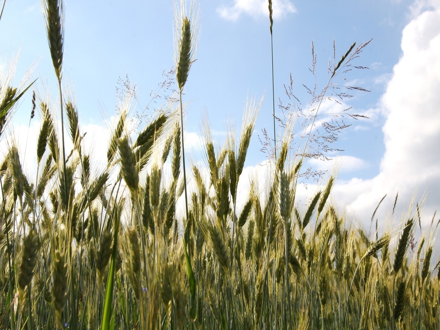 Ausflugsziel: Bio-Hofbäckerei Mauracher