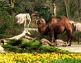 Ausflugsziel: Tierpark Hagenbeck