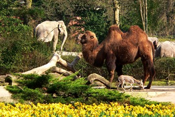 Ausflugsziel: Tierpark Hagenbeck