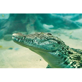 Ausflugsziel: Beobachten Sie mitten im Tropen-Aquarium imposante Nilkrokodile über und unter Wasser.   - Tropen-Aquarium Hagenbeck