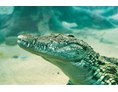 Ausflugsziel: Beobachten Sie mitten im Tropen-Aquarium imposante Nilkrokodile über und unter Wasser.   - Tropen-Aquarium Hagenbeck