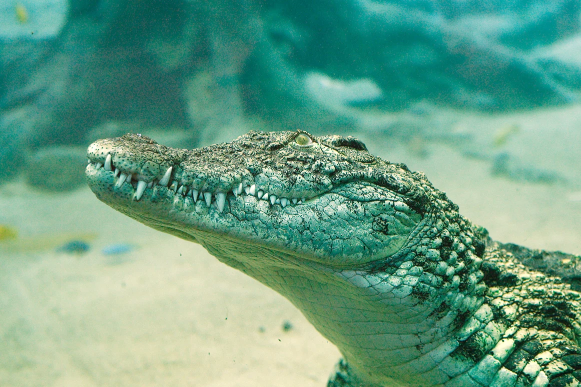 Ausflugsziel: Tropen-Aquarium Hagenbeck