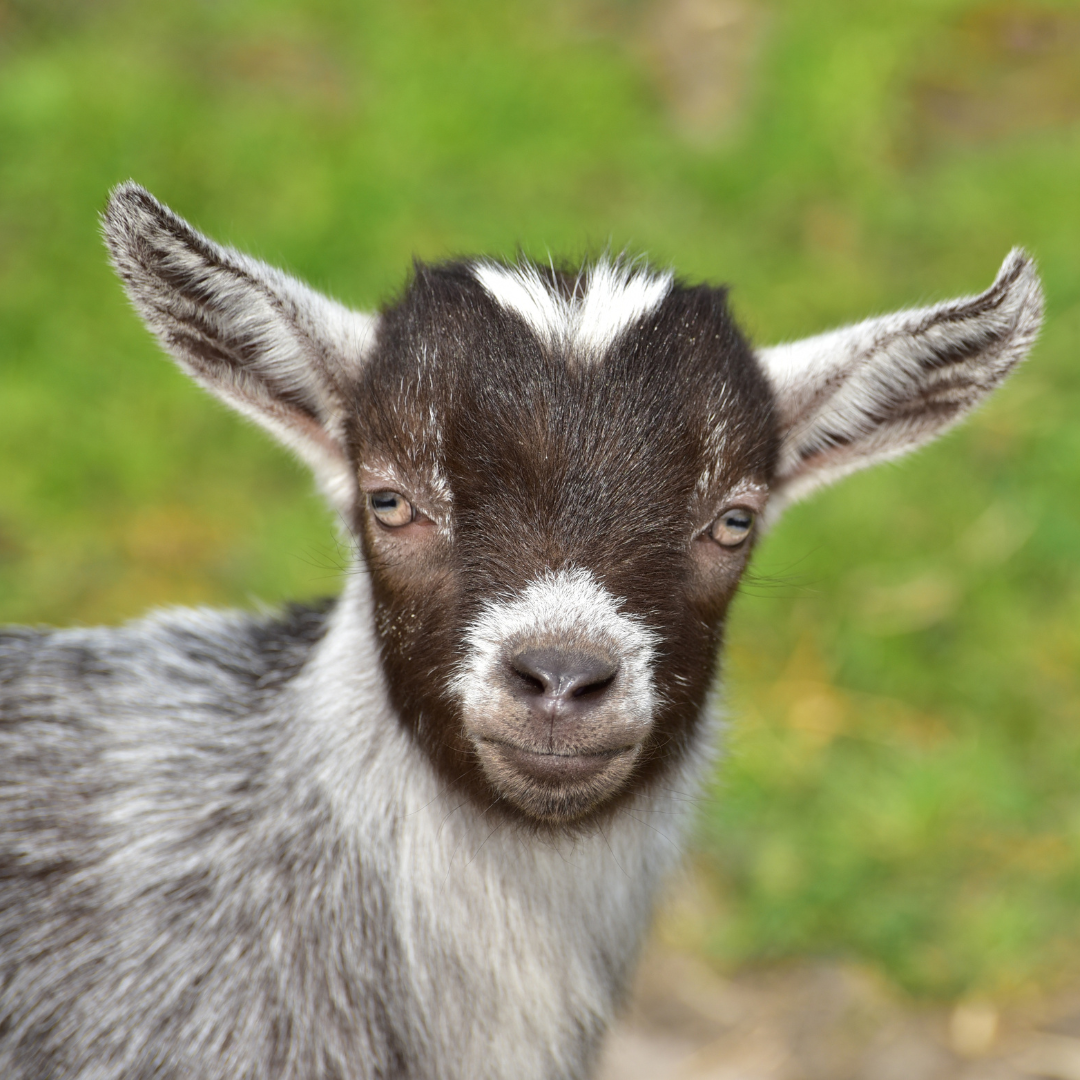 Voyage avec des enfants - Altenmarkt (Lurnfeld) - Biobauernhof Salchegg - Farm4Smile