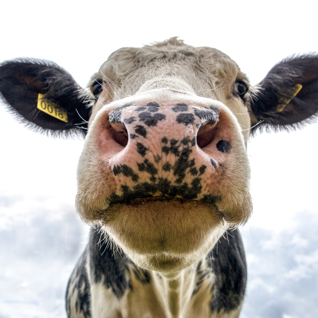 Viaggio con bambini - Schörgendorf (Kapfenberg) - Bio-Bauernhof Michaela und Klaus Schmidhofer