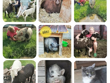 Ausflugsziel: Bei uns kannst Du und Deine Familie unsere zertifizierten und geprüften Therapietiere kennenlernen und sie auch streicheln und mit ihnen kuscheln. - 3er-hof Biobauernhof, Familie Hieret