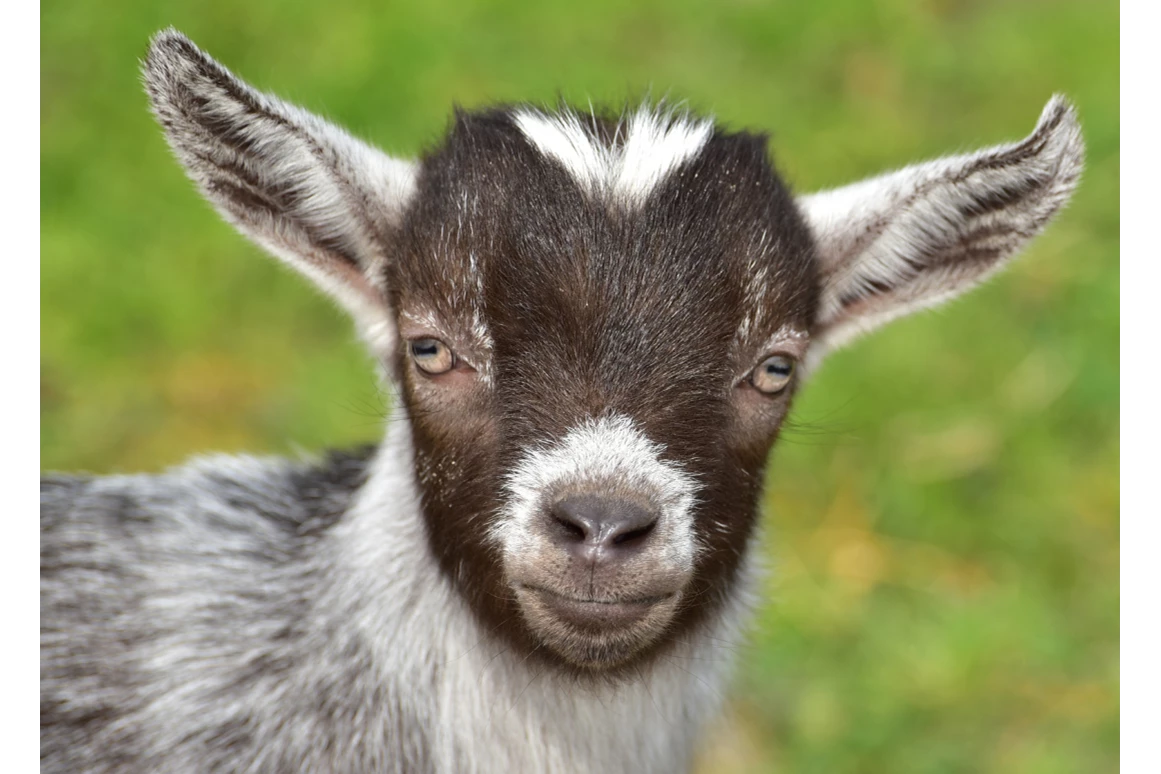 Ausflugsziel: Symbolbild für Ausflugsziel Bio-Bauernhof Mesneranderl . Keine korrekte oder ähnlich Darstellung! - Bio-Bauernhof Mesneranderl