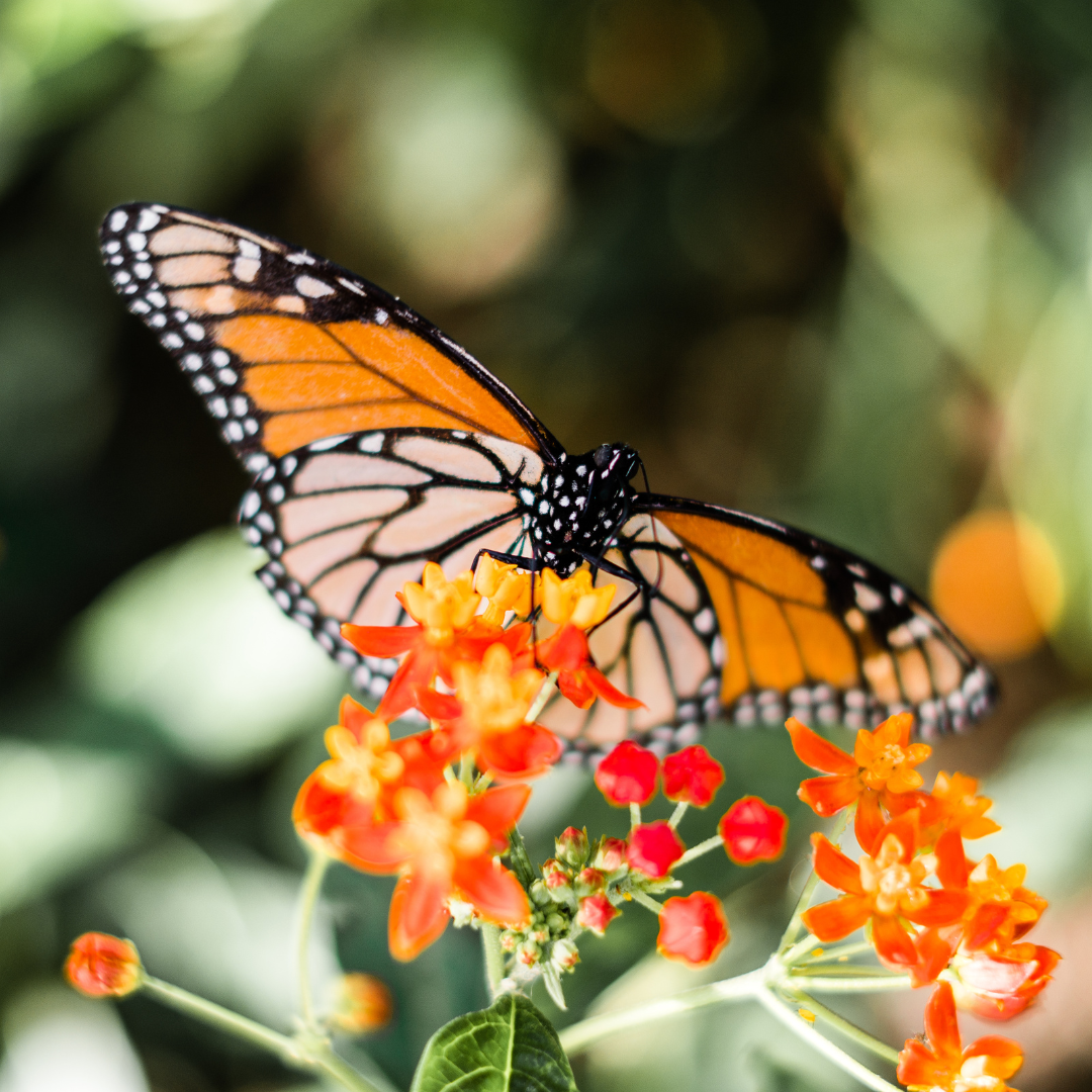 Reis met kinderen - Alter der Kinder: 4 bis 6 Jahre - Karinthië - Der Zitrusgarten