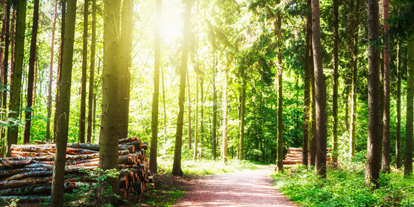 Ausflug mit Kindern - Ausflugsziel ist: ein Weg - Straß in Steiermark - Walderlebnispfad