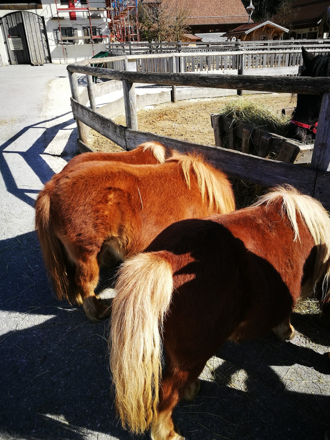Ausflugsziel: Ponys auf der Straße beim Gut Aiderbichl  - Gut Aiderbichl Henndorf