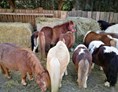 Ausflugsziel: Jede Menge Ponys  - Gut Aiderbichl Henndorf