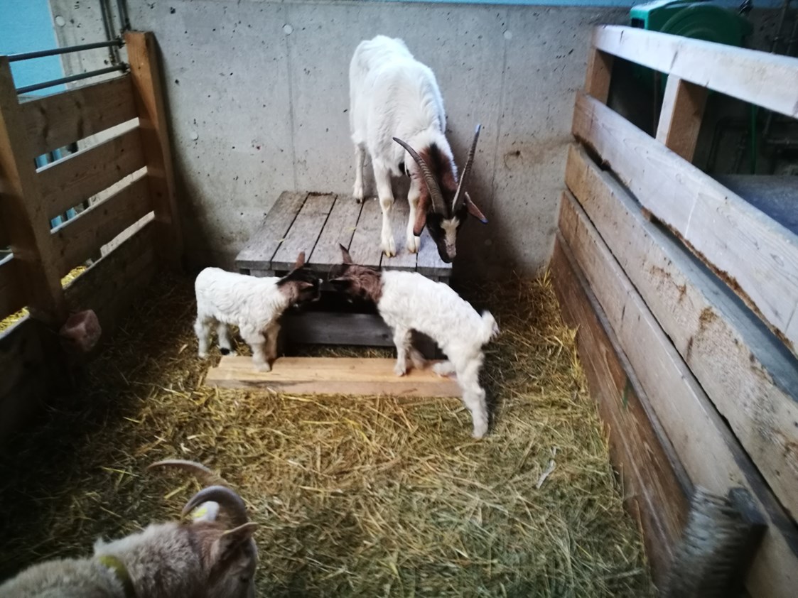 Ausflugsziel: Nachwuchs bei den Ziegen auf Gut Aiderbichl  - Gut Aiderbichl Henndorf