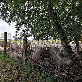Ausflugsziel: Zu guter Letzt: Schweine, die sich vor Glück im Schlamm suhlen  - Schaukelweg Anthering