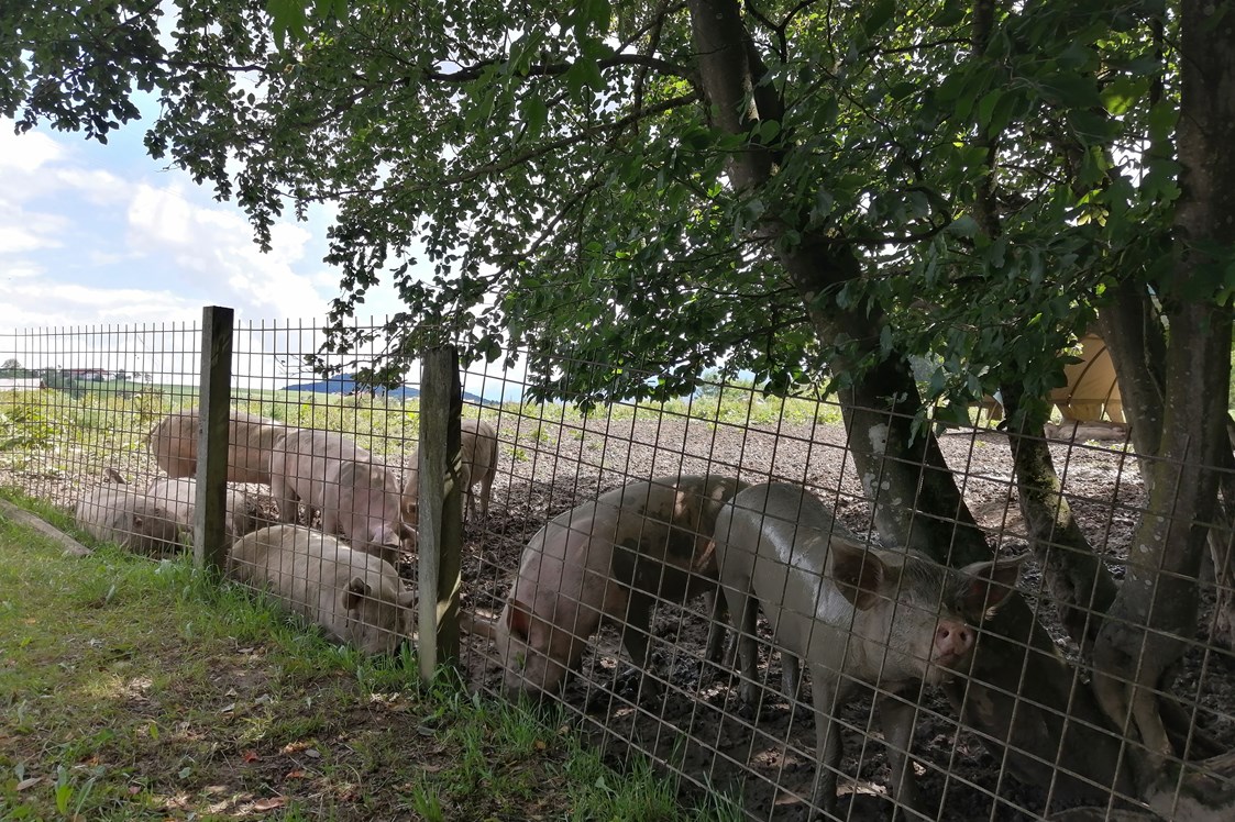 Ausflugsziel: Zu guter Letzt: Schweine, die sich vor Glück im Schlamm suhlen  - Schaukelweg Anthering
