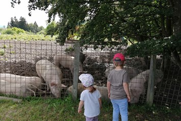 Ausflugsziel: Schweine hautnah  - Schaukelweg Anthering
