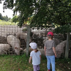 Ausflugsziel: Schweine hautnah  - Schaukelweg Anthering
