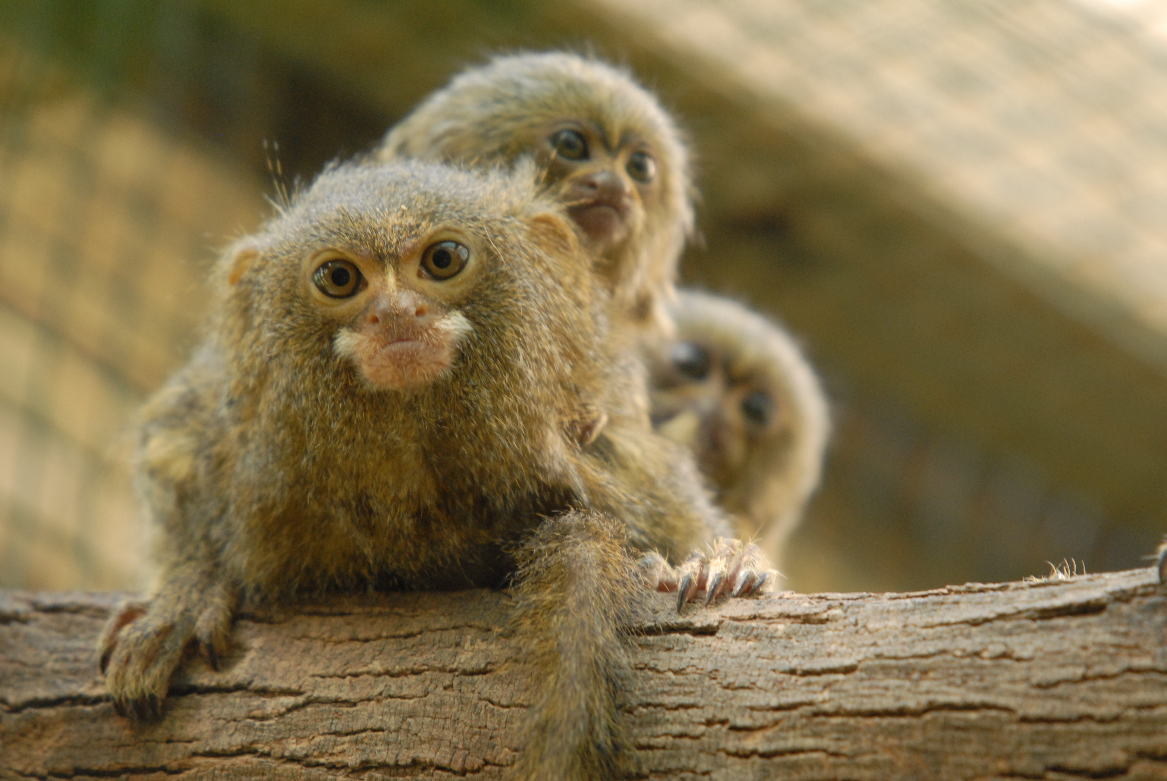 Ausflugsziel: Naturschutz-Tierpark Görlitz-Zgorzelec