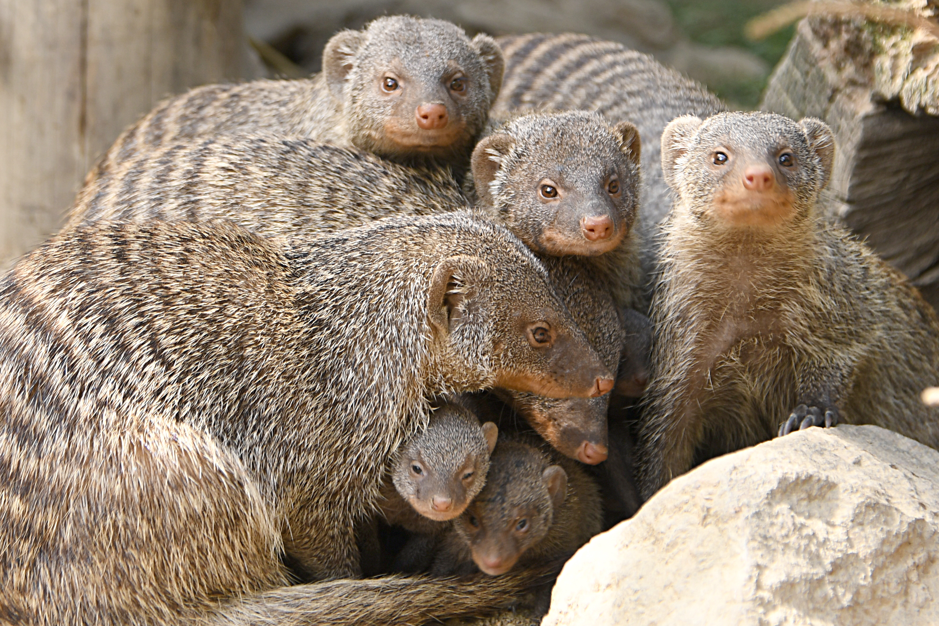 Ausflugsziel: Naturschutz-Tierpark Görlitz-Zgorzelec