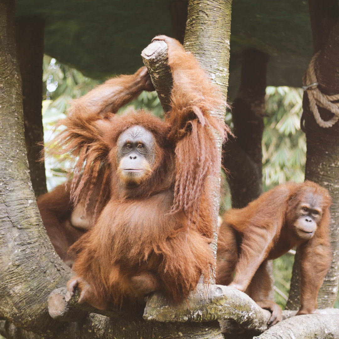 Viaggio con bambini - Ausflugsziel ist: ein Streichelzoo - Pirna - Symbolbild für Ausflugsziel Zoo Dresden. Keine korrekte oder ähnlich Darstellung! - Zoo Dresden