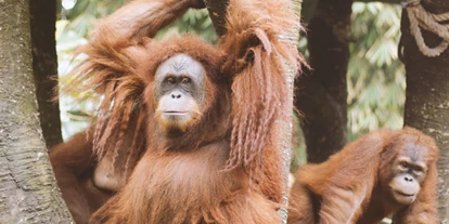 Trip with children - Altenberg (Landkreis Sächsische Schweiz) - Symbolbild für Ausflugsziel Zoo Dresden. Keine korrekte oder ähnlich Darstellung! - Zoo Dresden