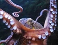 Ausflugsziel: Krake (Octopus vulgaris) im Aquazoo Löbbecke Museum - Aquazoo Löbbecke Museum