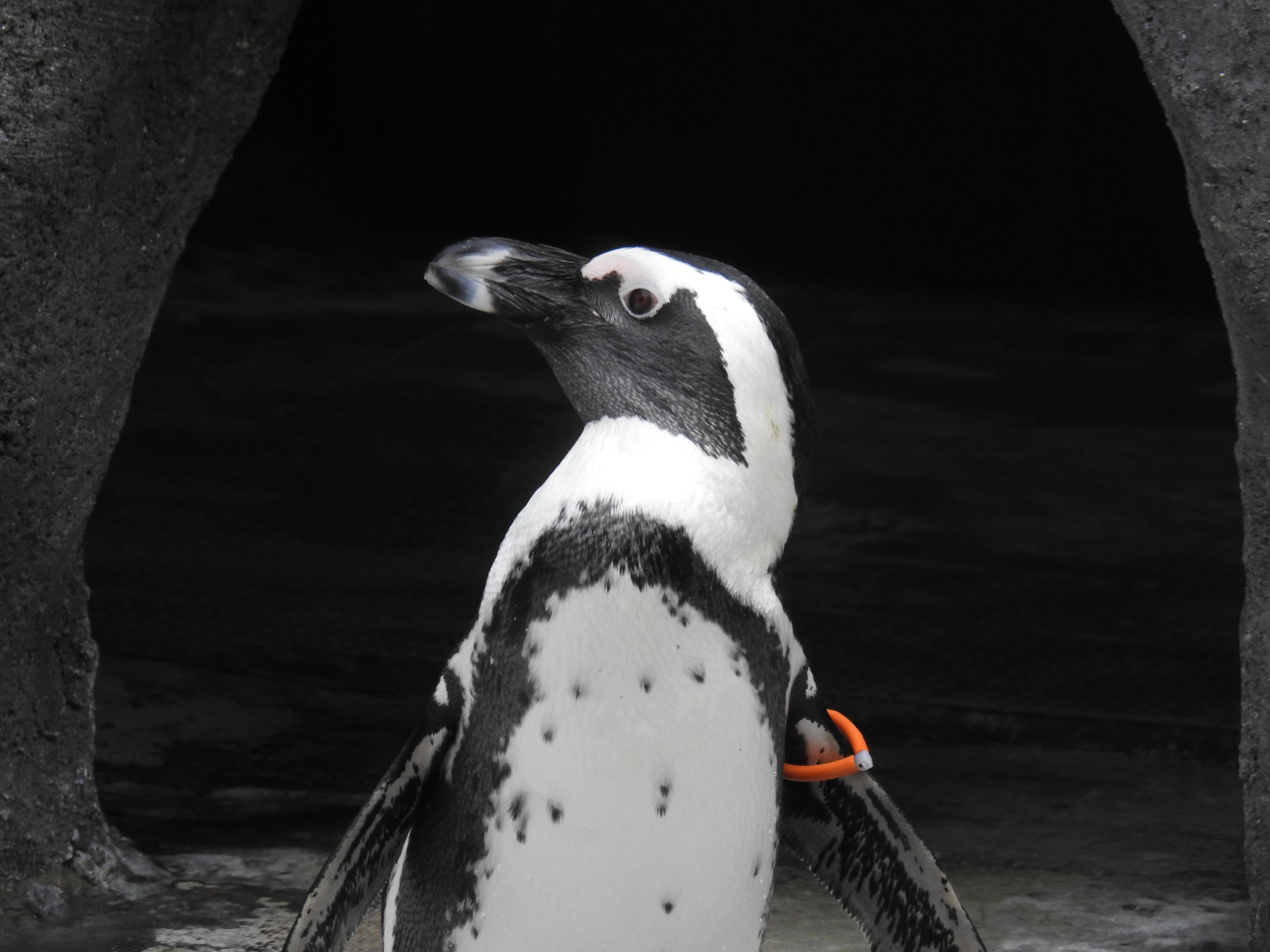Ausflugsziel: Brillenpinguin (Spheniscus demersus) im Aquazoo Löbbecke Museum - Aquazoo Löbbecke Museum