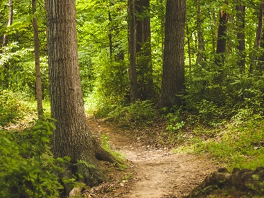 Ausflugsziel: Symbolbild für Ausflugsziel Bruchhauser Steine Ringwall. Keine korrekte oder ähnlich Darstellung! - Bruchhauser Steine Ringwall