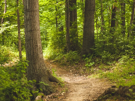 Ausflugsziel: Bruchhauser Steine Ringwall