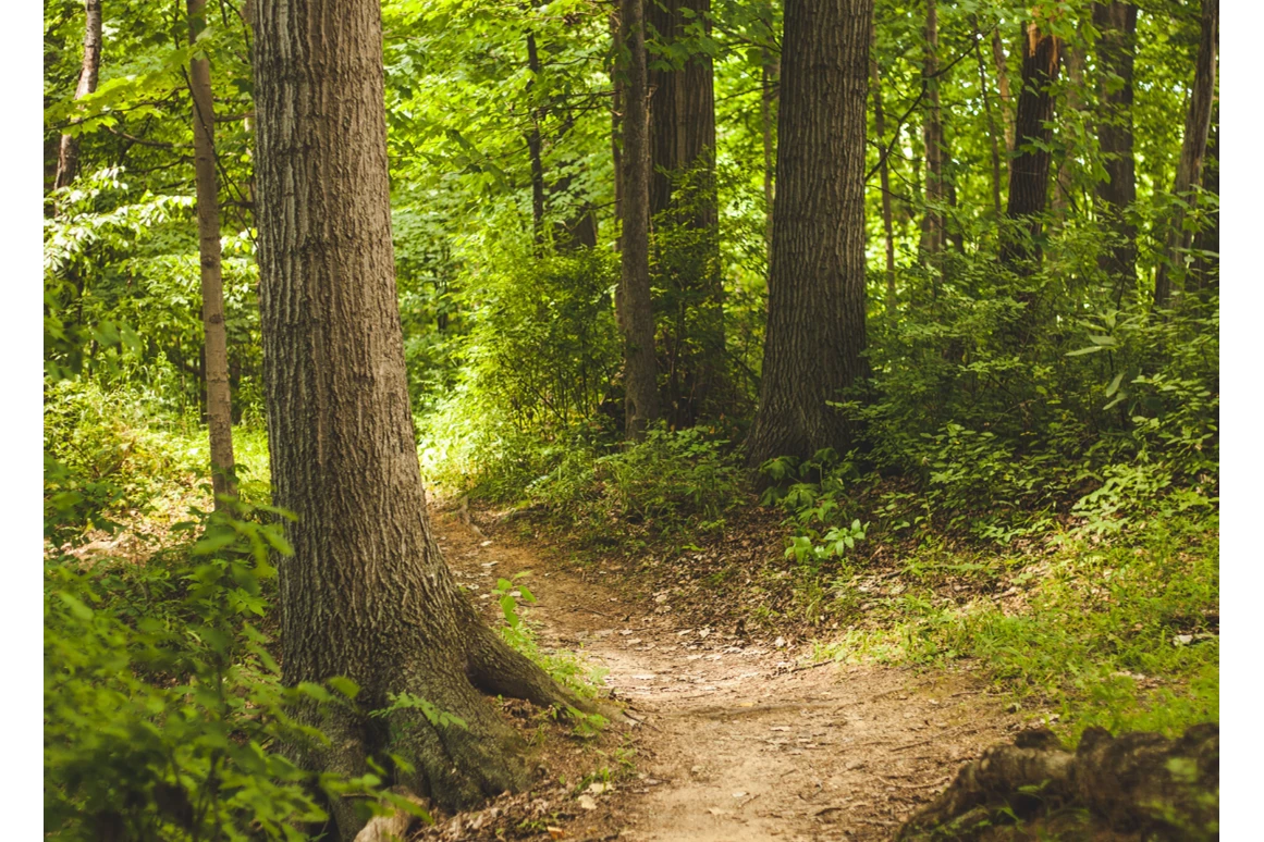 Ausflugsziel: Bruchhauser Steine Ringwall