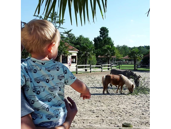 Ausflugsziel: Unser Streichelzoo - Irrland - Die Bauernhof-Erlebnisoase