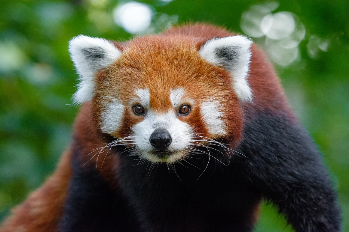 Ausflugsziel: Zoo Duisburg / M.Appel - Duisburger Zoo