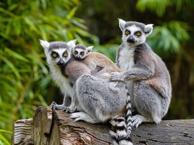 Ausflugsziel: Zoo Duisburg / M.Appel - Duisburger Zoo