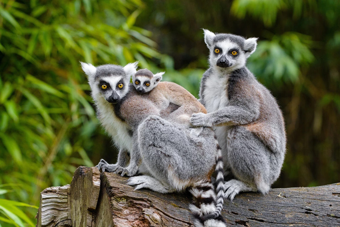 Ausflugsziel: Zoo Duisburg / M.Appel - Duisburger Zoo