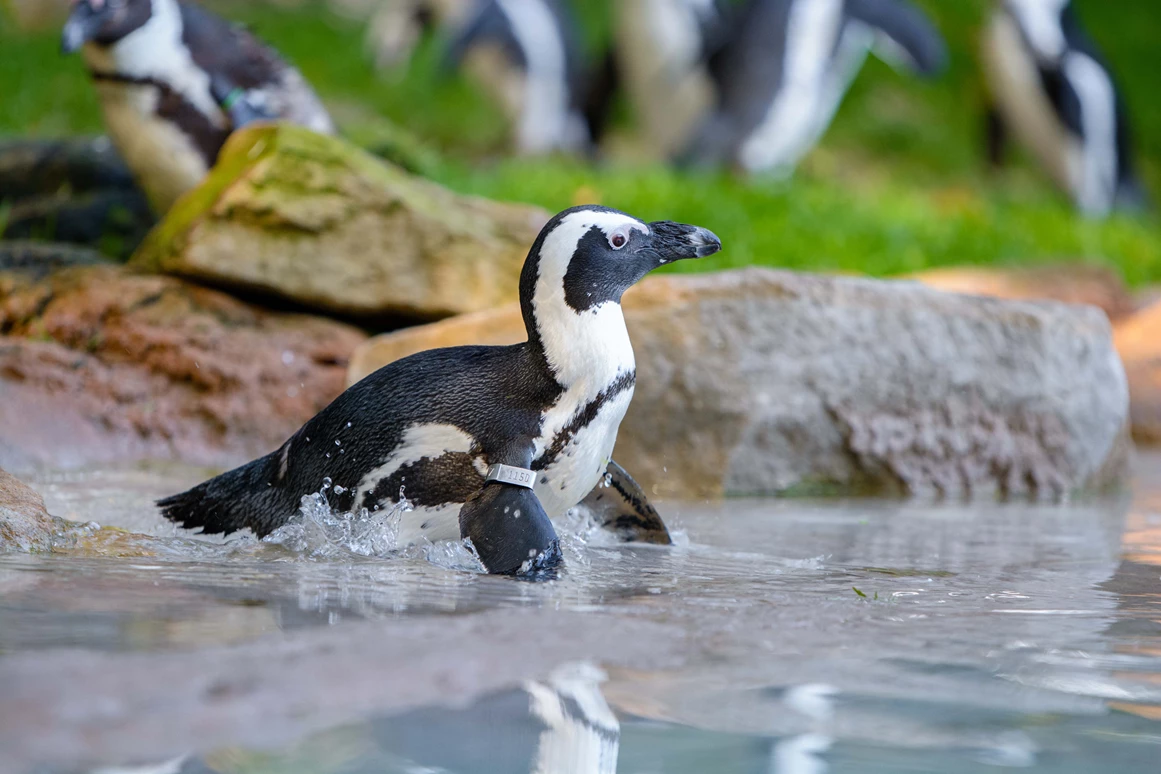 Ausflugsziel: Zoo Duisburg / M.Appel - Duisburger Zoo