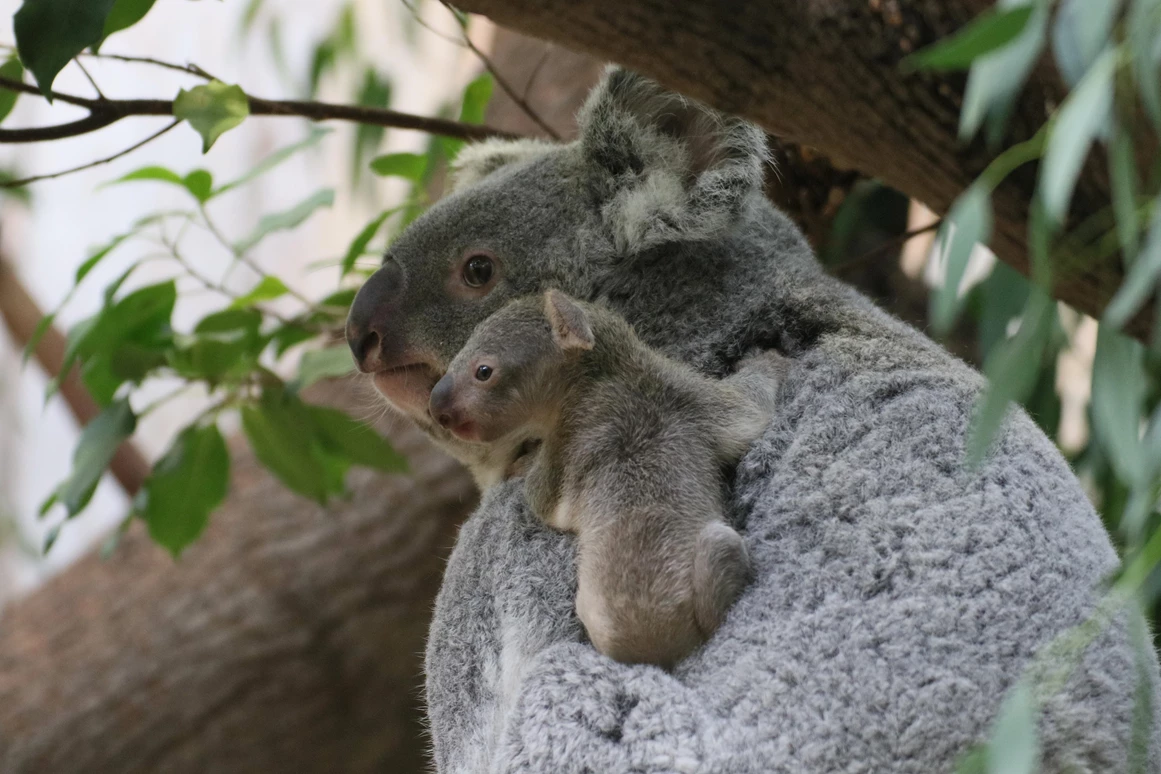 Ausflugsziel: Duisburger Zoo