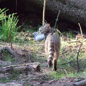 Ausflugsziel - Wildkatzen bei der Nachtjäger- Gehegen. - WILDWALD Vosswinkel