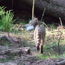 Ausflugsziel: Wildkatzen bei der Nachtjäger- Gehegen. - WILDWALD Vosswinkel
