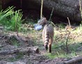 Ausflugsziel: Wildkatzen bei der Nachtjäger- Gehegen. - WILDWALD Vosswinkel