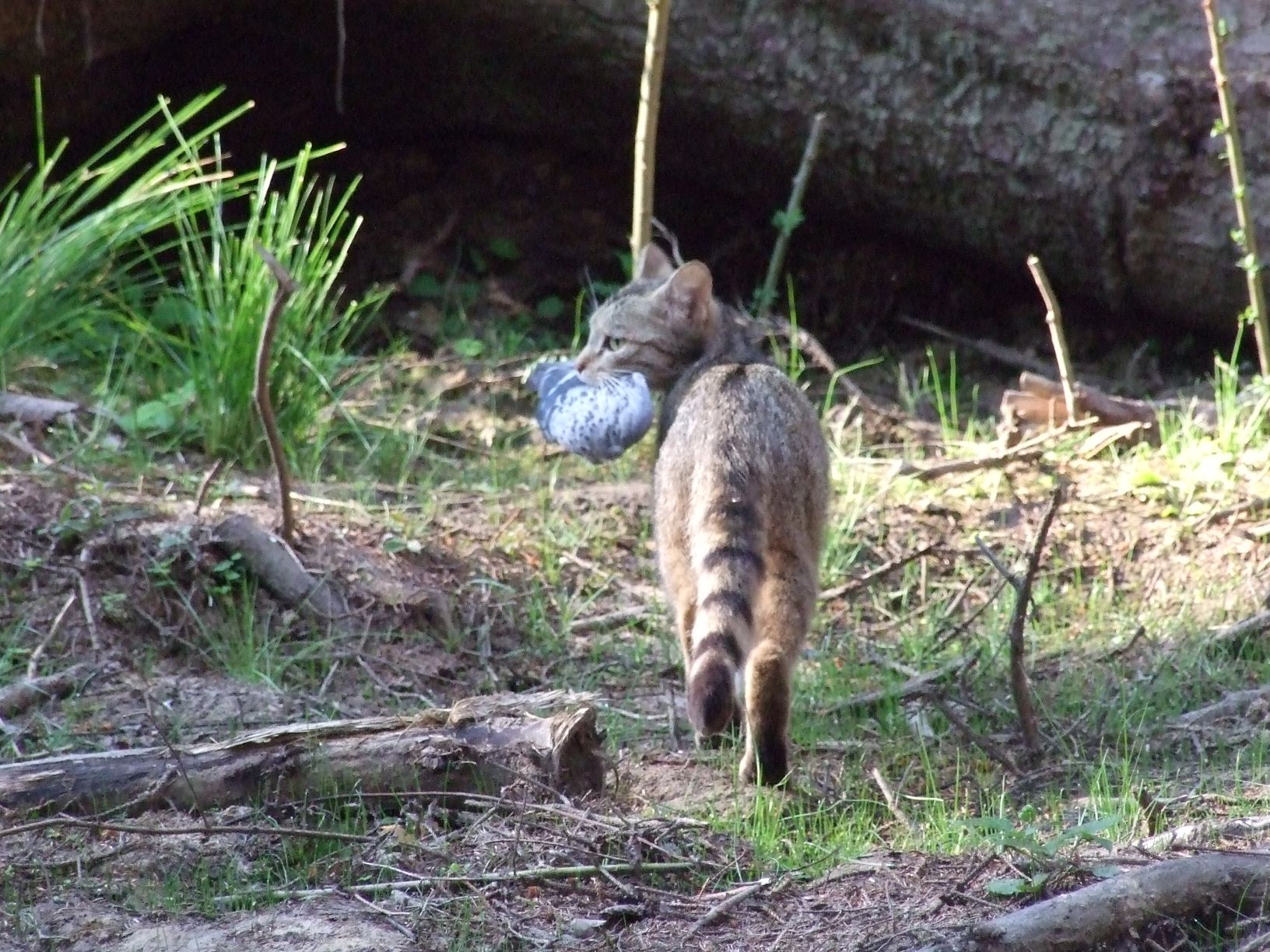 Ausflugsziel: WILDWALD Vosswinkel