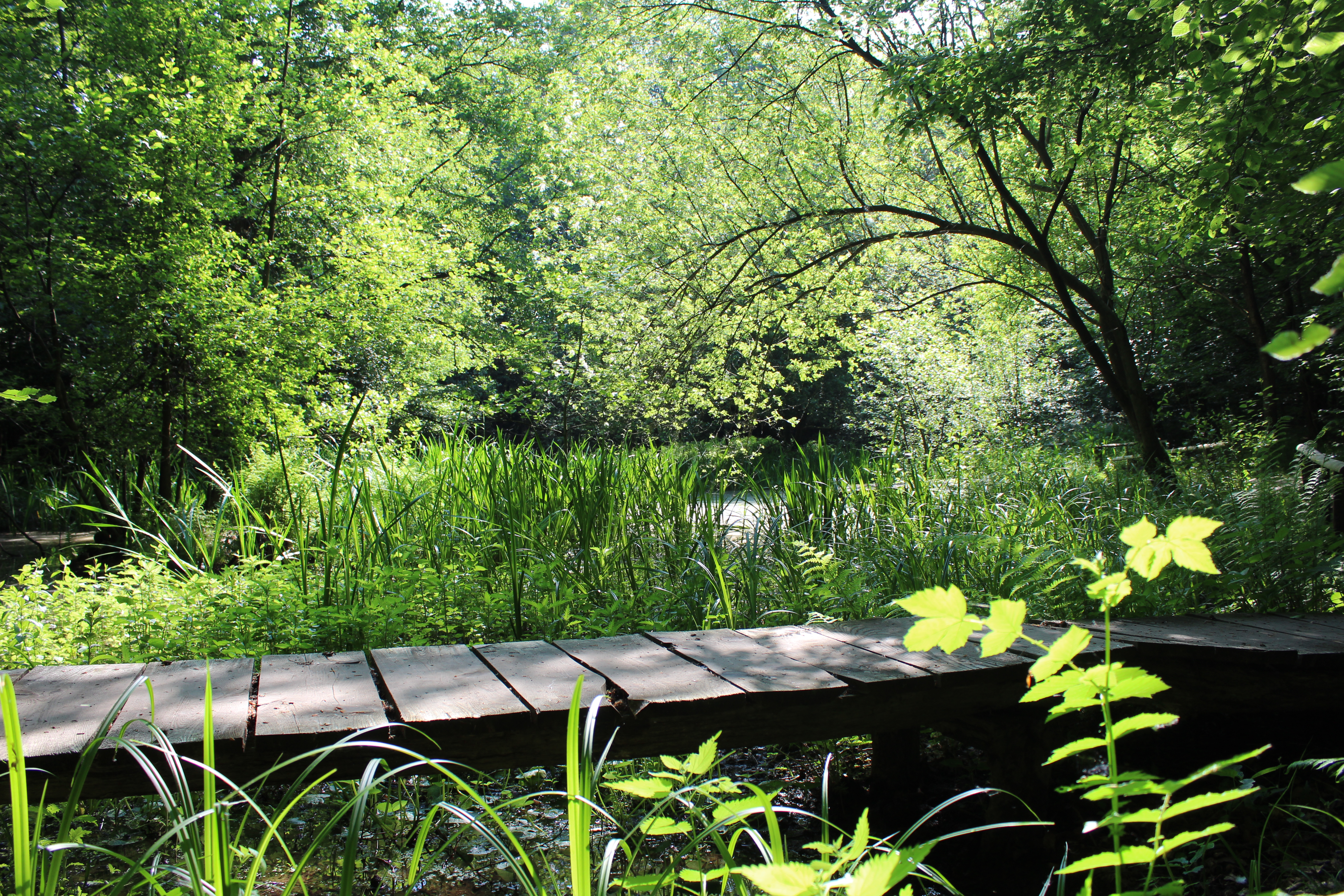 Ausflugsziel: WILDWALD Vosswinkel